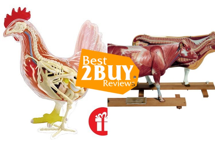 Animal Anatomical Models