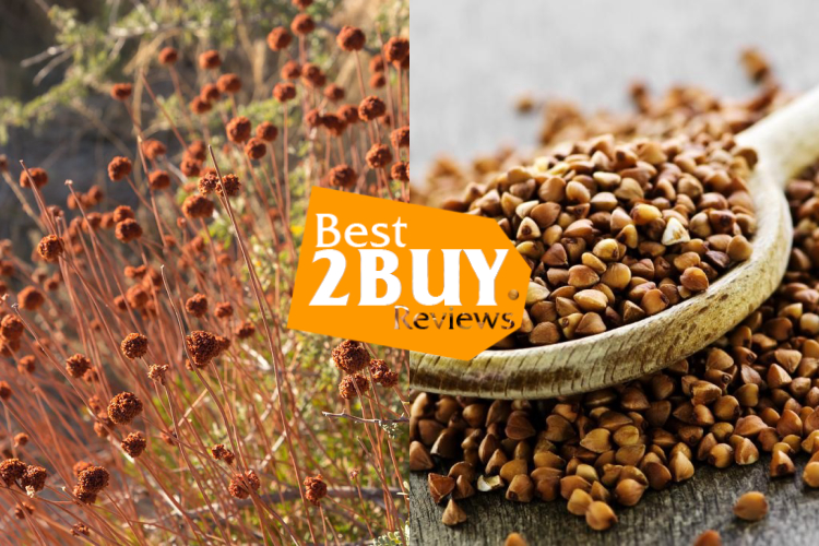 Dried Buckwheat