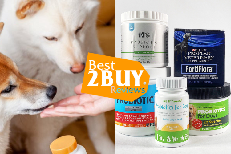 Dog Probiotic Supplements