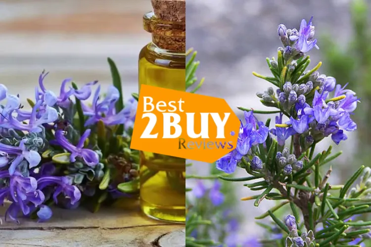 Rosemary Guide: Uses, Benefits, Cooking Tips & How to Grow Rosemary at Home