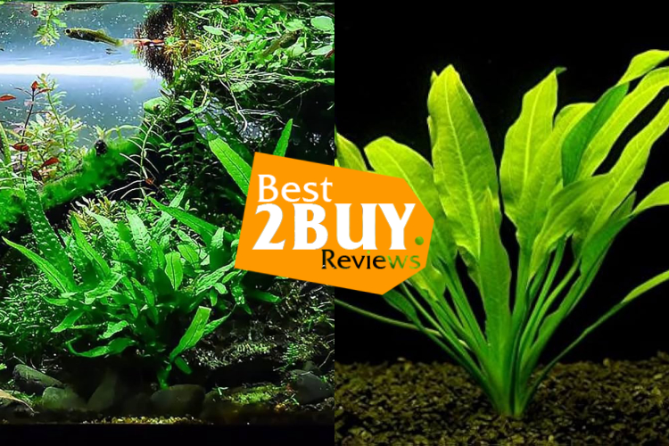 Live Aquarium Plants