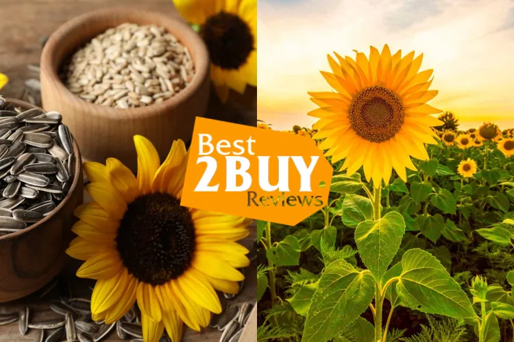 Sunflower Seeds Review: Nutrition, Pros, Cons, and Buying Tips