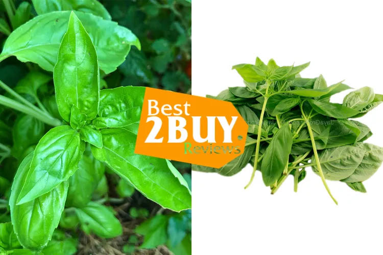 Sweet Basil Leaf Guide: Flavor, Uses & Quality Buying Tips